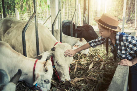 Everyday life for farmer with cows in the countryside.  Manual job with man feeding cattle in small farm.の写真素材