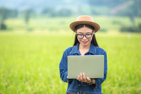 Farmer woman rice Plantation checking quality. Concept of smart agriculture and modern technologyの写真素材