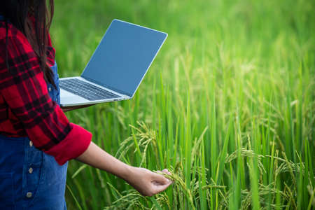 Farmer woman rice Plantation checking quality. Concept of smart agriculture and modern technology.