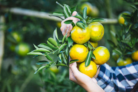 Farmer orange lady,The gardeners are collecting orange,Orange Garden.