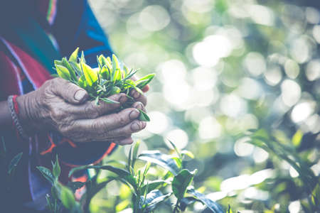 Agriculture Akha Women picking tea leaves on On the farm.の写真素材