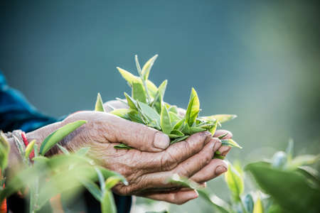 Agriculture Akha Women picking tea leaves on On the farm.の写真素材
