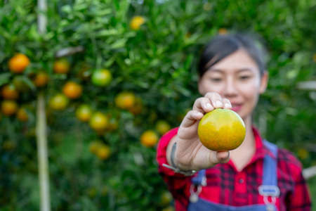 The farmer is collecting orange with a smile. Modern agricultural concepts.の写真素材