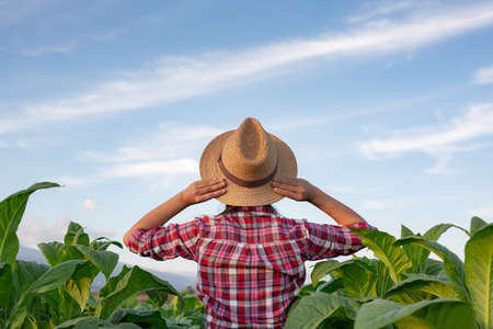 Agriculture for a joyful young woman in a tobacco plantation.の写真素材