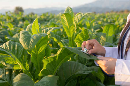 Female researchers examined modern tobacco concepts.の写真素材