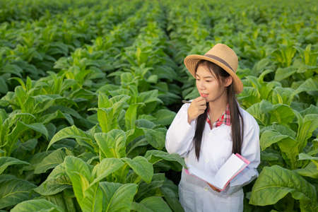 Female researchers examined tobacco leaves with a modern concept book.の写真素材