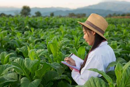 Female researchers examined tobacco leaves with a modern concept book.