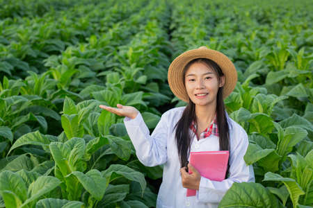 Female researchers examined tobacco leaves with a modern concept book.の写真素材