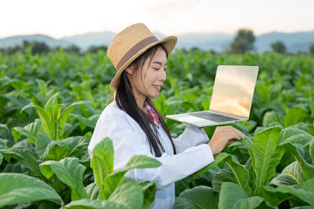 Female researchers examined tobacco leaves with a modern concept tablet.の写真素材