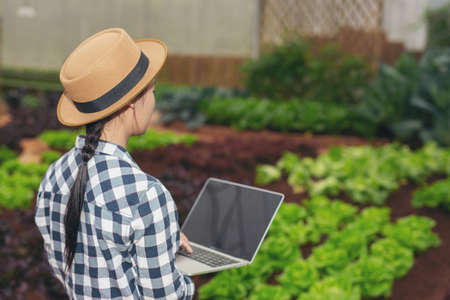 Inspection of vegetable garden quality by farmers using modern agricultural technology concepts.の写真素材
