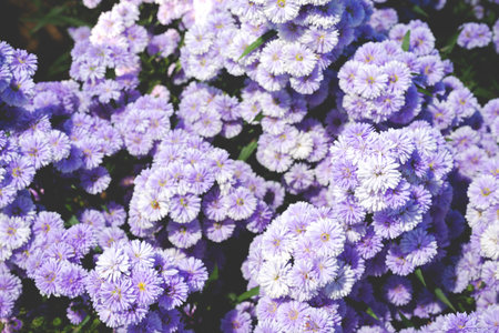 beautiful purple flowers in natureの写真素材