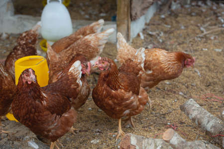 Poultry living in the coopの写真素材