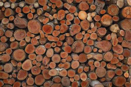 the heap of various size of wood log