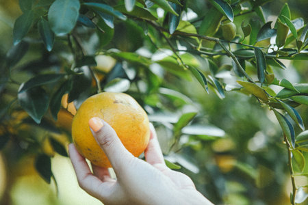 oranges with green leaves on treeの写真素材