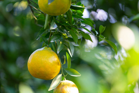 oranges with green leaves on treeの写真素材