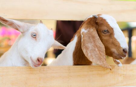 little goatの写真素材