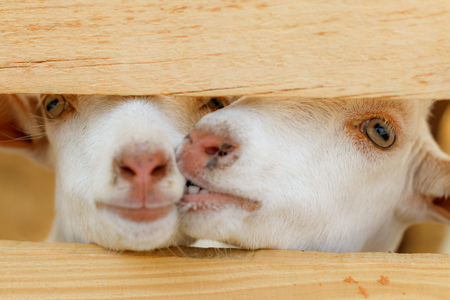 little goatの写真素材