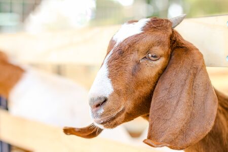 little goatの写真素材