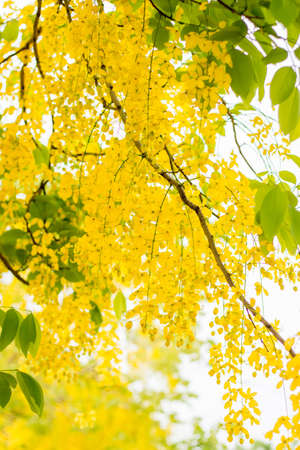 Golden showerの写真素材