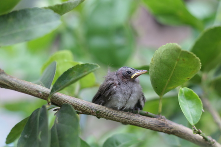 birdの写真素材