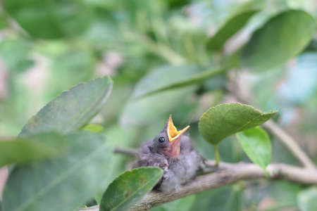 little birdの写真素材