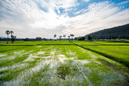 rice field on sky background in thailandの写真素材
