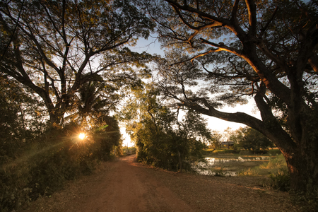 Sunset in forest and countryside roadの写真素材