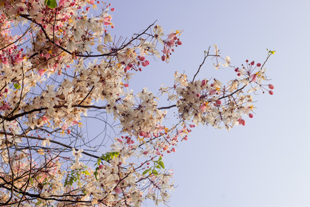 Beautiful flower bloom on sky backgroundの写真素材