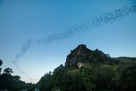 Bats fly out cave to sky at sukhothai thailand