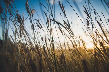 field grass close up and sunset backgroundの写真素材