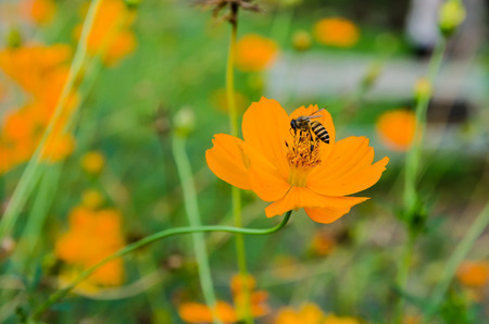 Honey bee on yellow flower collecting pollenの写真素材
