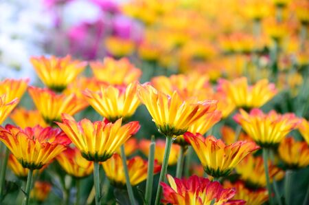 orange  flowerの写真素材