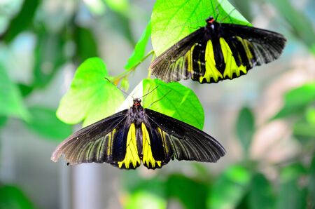Green butterfly lying on a leaf.の写真素材