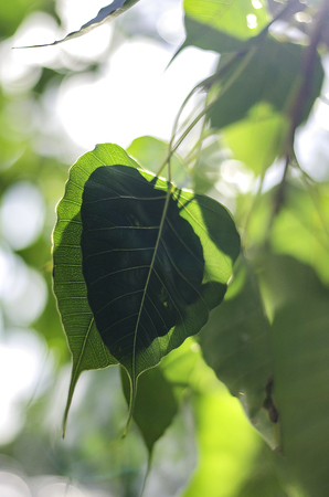 Bodhi Leaf from the Bodhi tree, Sacred Tree for Hindus and Buddhist.の写真素材