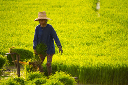 Farmer in Thailandのeditorial素材