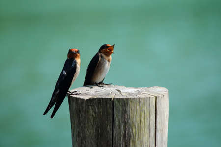 Two Little bird on a stump with a green の写真素材