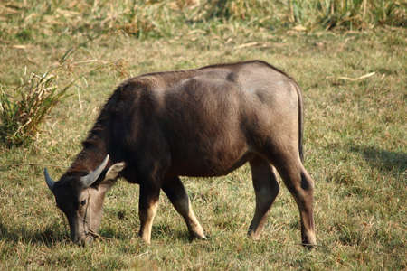 Buffalo grazing stock photo, Thailand