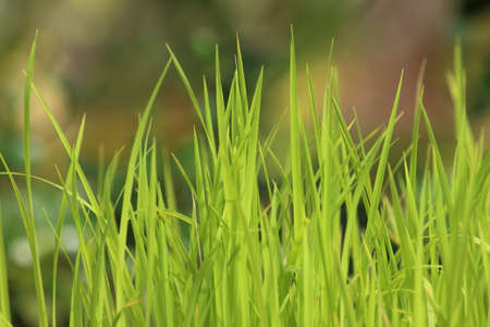 grass