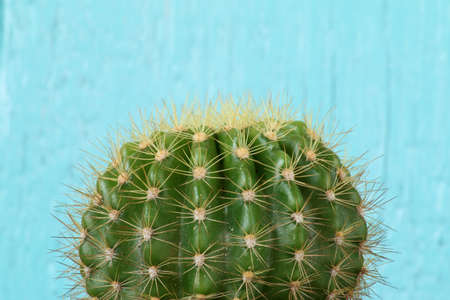 cactus on blue background