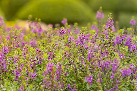 forget me not flowersの写真素材