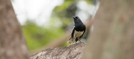 little bird on branch in the park