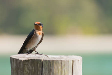 Little bird on a stumpの写真素材