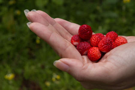 wild strawberry in hand