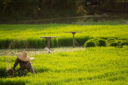 Group of Thai farmers work in rice field, Thailandの写真素材