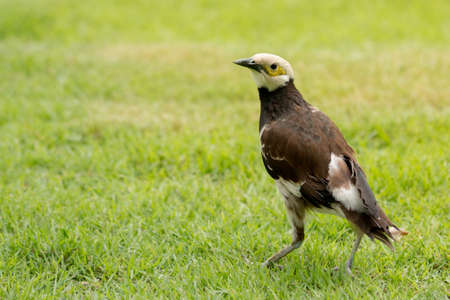 Black-collared Starling bird (Sturnus nigricollis)の写真素材