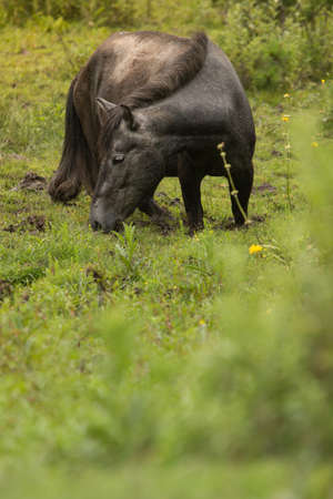 grazing horse in the meadowの写真素材