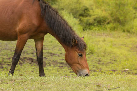 grazing horse in the meadow