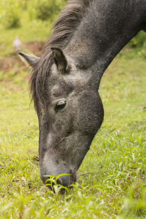grazing horse in the meadowの写真素材