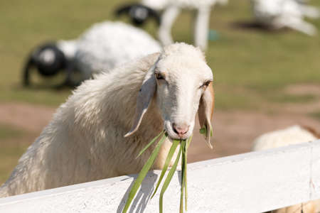 White sheep grazing in field farmの写真素材