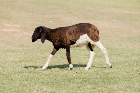 sheep grazing in meadow